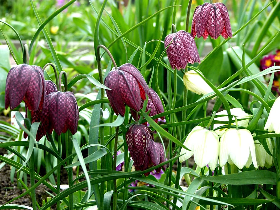 chequered, flowers, white, purple, violet, fritillaria, spring, plant, freshness, nature