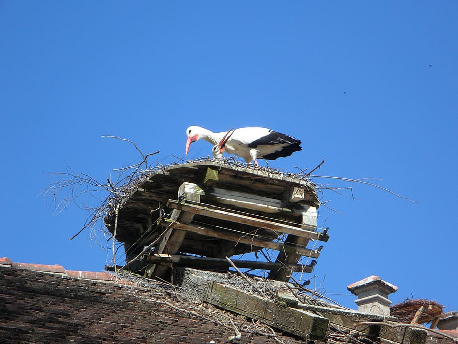 Stork, Rattle, Storks, rattle stork, pair, two, breed, nest, storchennest, roof