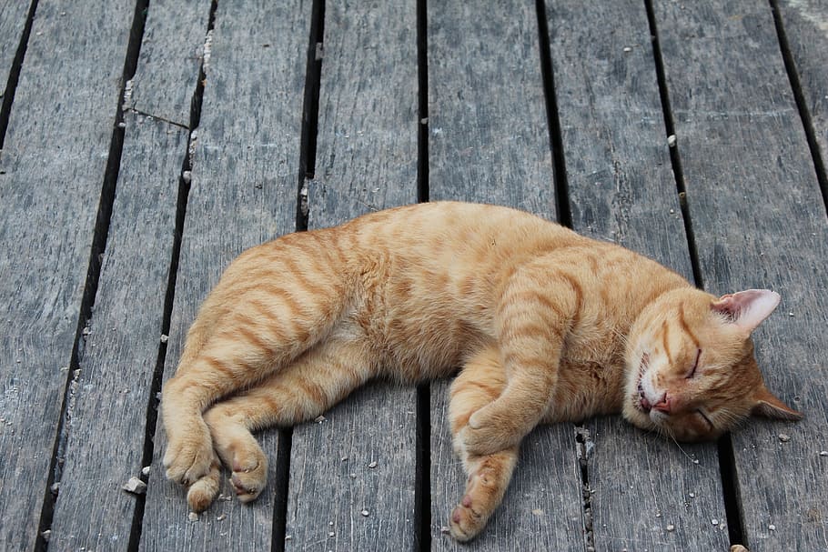 gato atigrado naranja, gato atigrado, durmiendo, animal, mascota, gatito, lindo, felino, dormir, piel