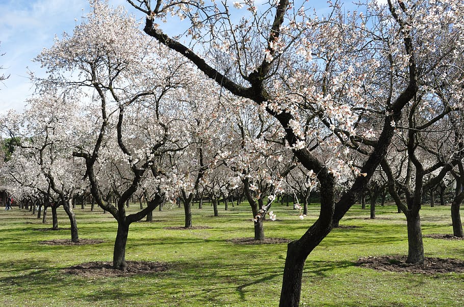 white, trees, green, lawn grass, daytime, almond trees, flowers, spring, garden, park