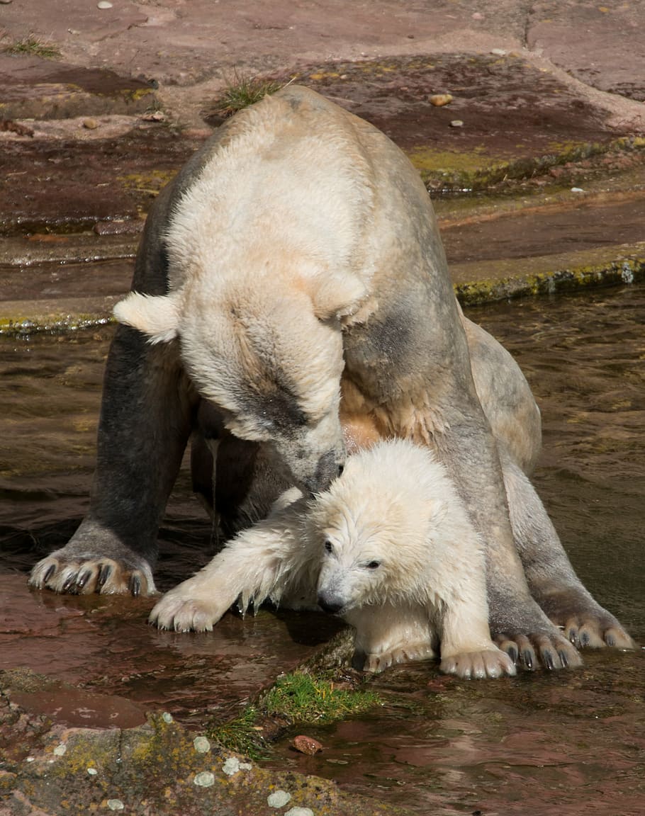 polar, bear, cub, body, water, spring, polar bear, young animal, charlotte, polar bear cub