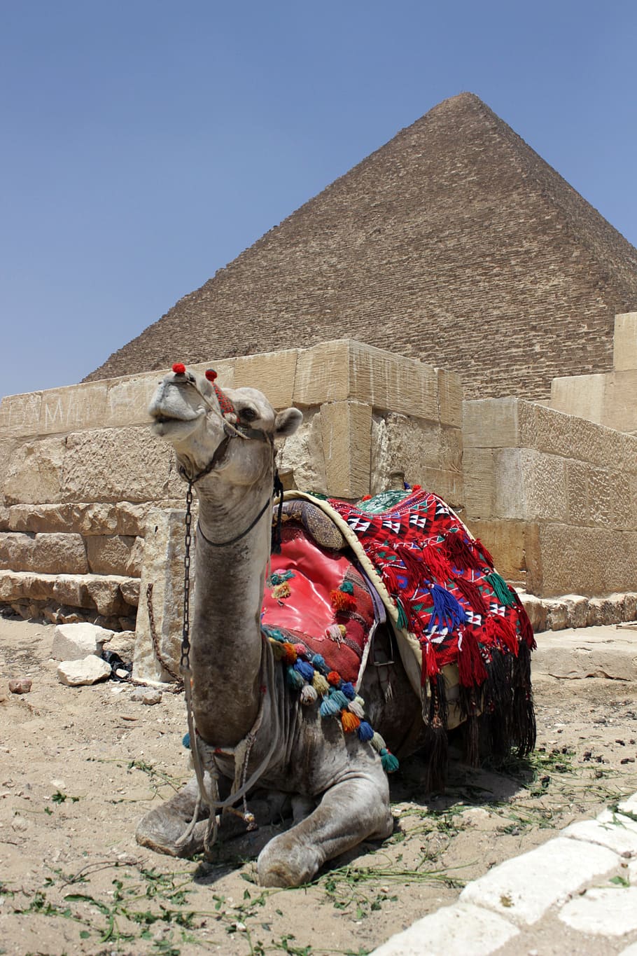 Egipto, El Cairo, oriental, pirámide, camello, pirámide oriental, árabe, aladdin, antiguo, arquitectura