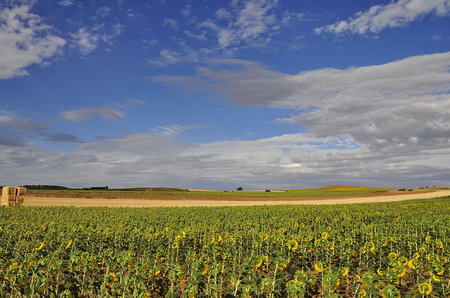 Clouds, colors, sunflower, field, cloudy, sky, landscape, land, agriculture, rural scene