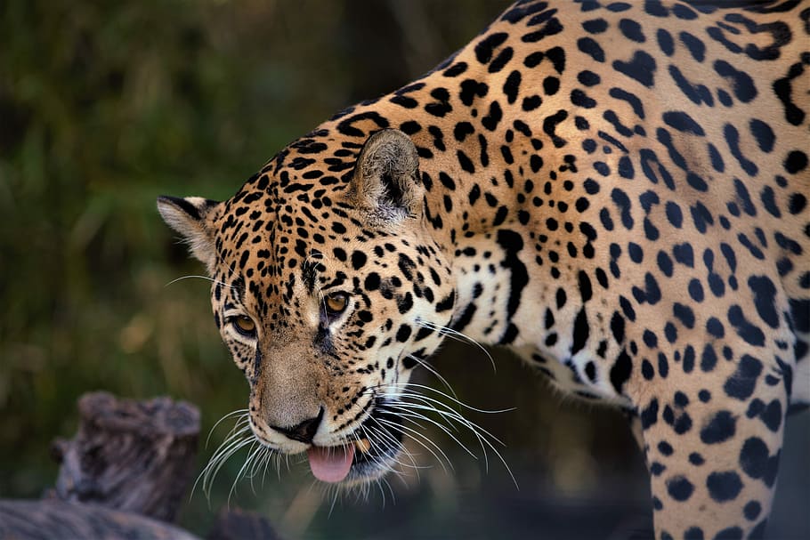 selectivo, foco, leopardo, durante el día, vida salvaje, gato, naturaleza, pantera, animalia, carnívoro