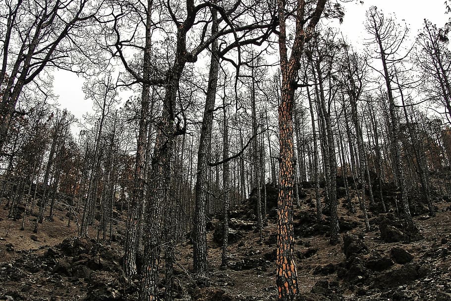 burnt forest, fire, forest, burnt mountain, tree, nature, outdoors, woodland, land, plant