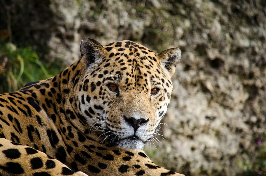 brown, black, leopard, jaguar, panter, big cat, cat, south america, central america, dangerous