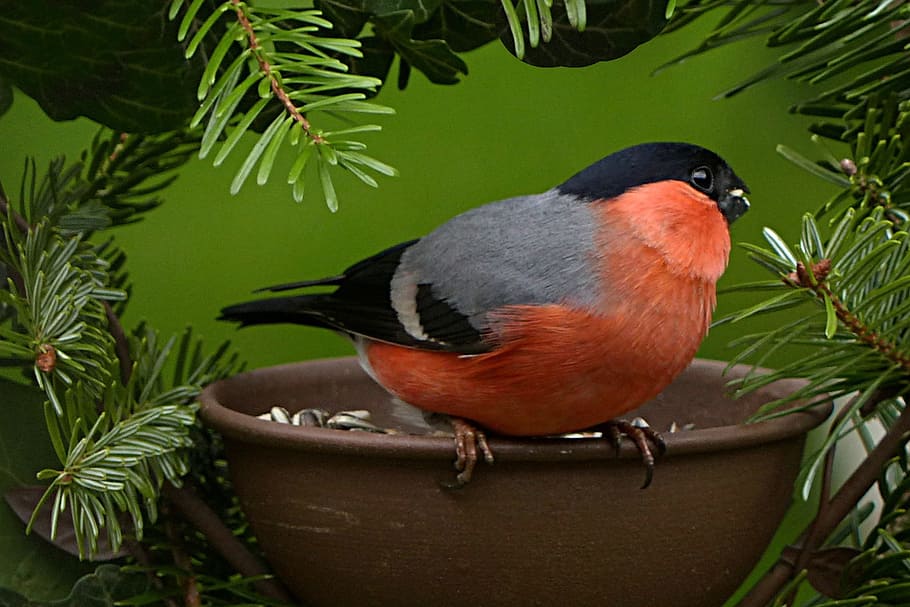 closeup, gray, pink, short-beaked bird, bullfinch, pyrrhula, bird, males, garden, foraging