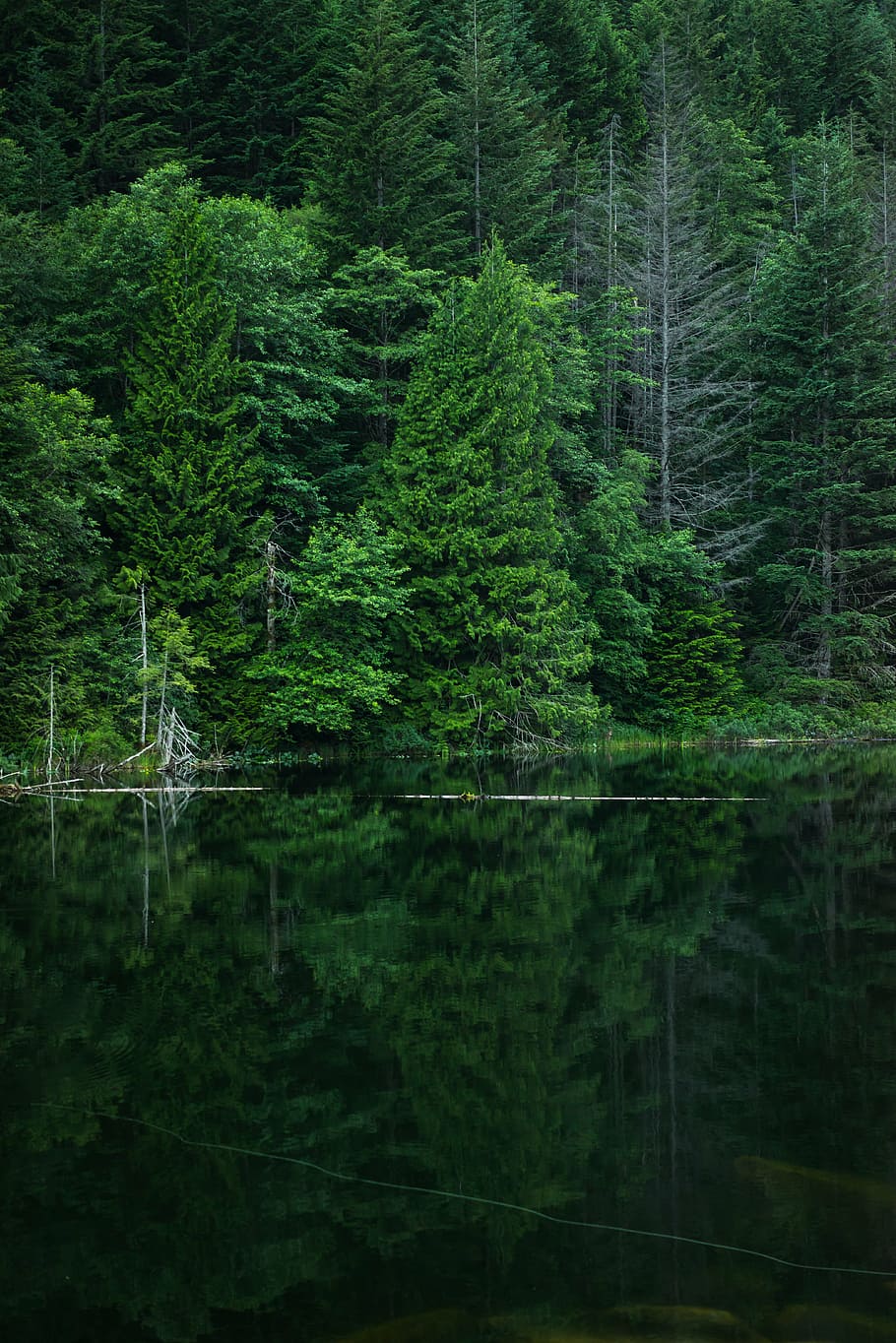 green, trees, reflection, body, water, daytime, nature, woods, forest, river
