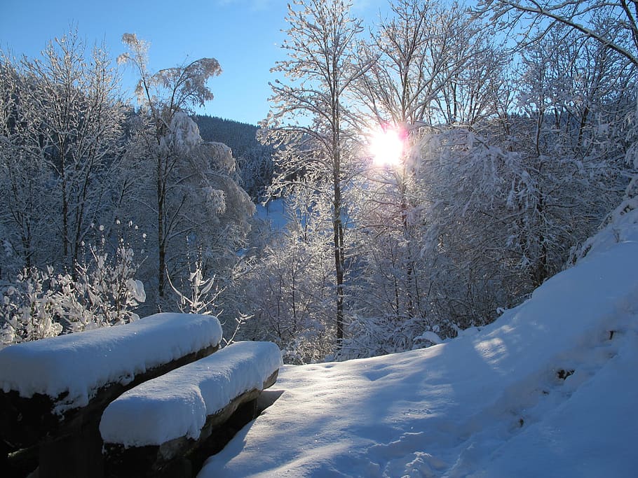 冬, 黒い森, 雪, 寒さ, 風景, 太陽, レンズフレア, 木, 空, 植物