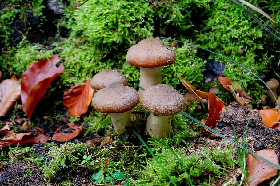 mushroom, rac, autumn, nature, mecklenburg, western pomerania, golden autumn, fungus, growth, vegetable
