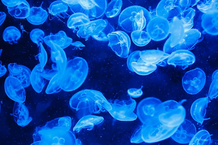 escuela de medusas, animal, azul, criatura, peligro, oscuro, profundo, peces, flotador, resplandor