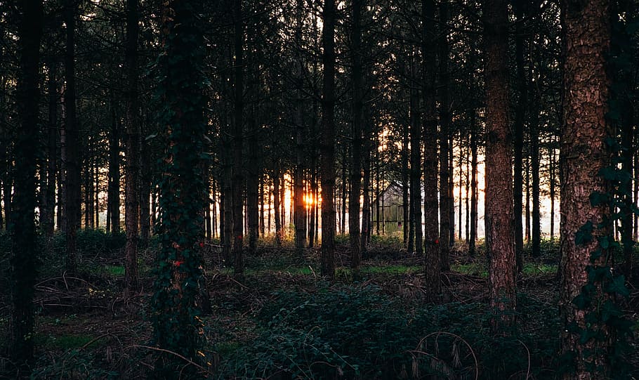 panoramic, trees, golden, hour, woods, forest, green, travel, adventure, sunset