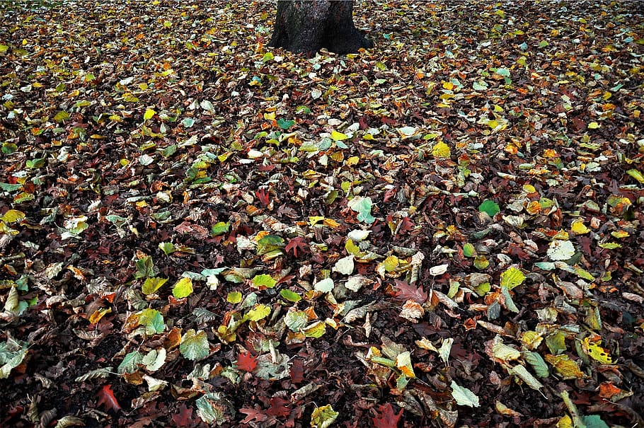 autumn, fall, leaves, plant part, leaf, change, nature, day, field, land
