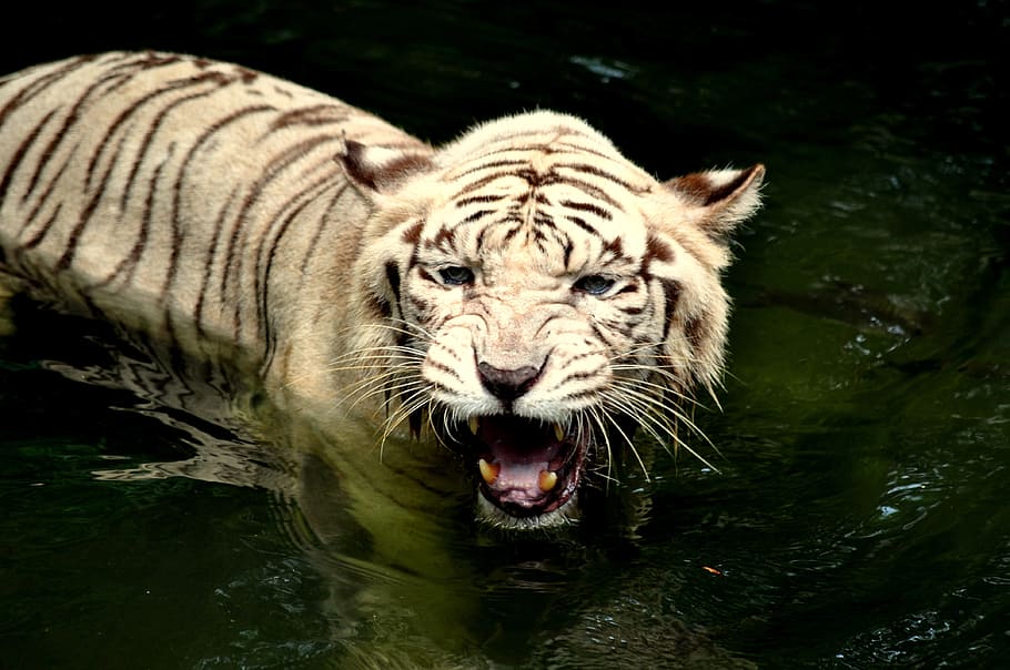 white, black, tiger, body, water, zoo, wildlife, predator, carnivore, jungle