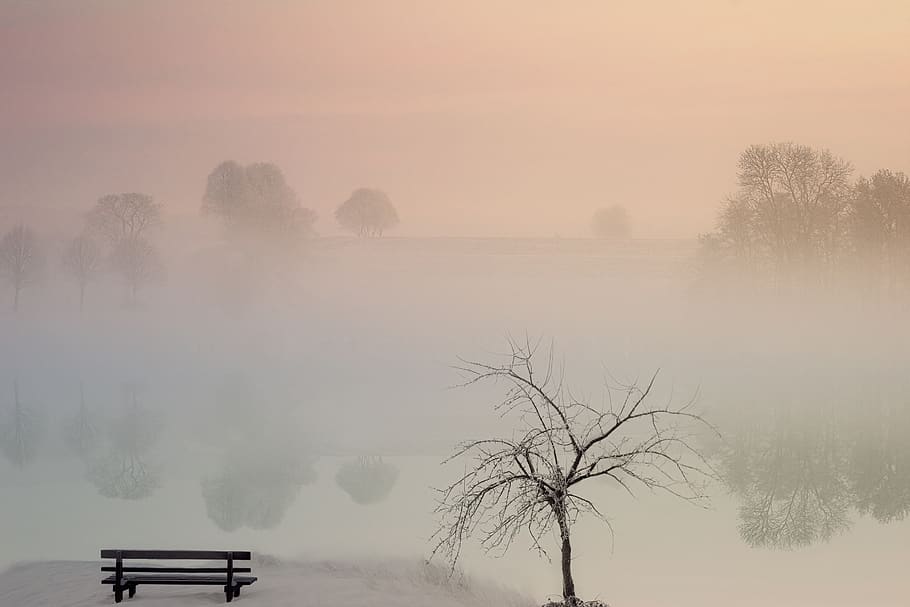 tree, bank, fog, water, lake, winter, ice, snow, mystical, magic