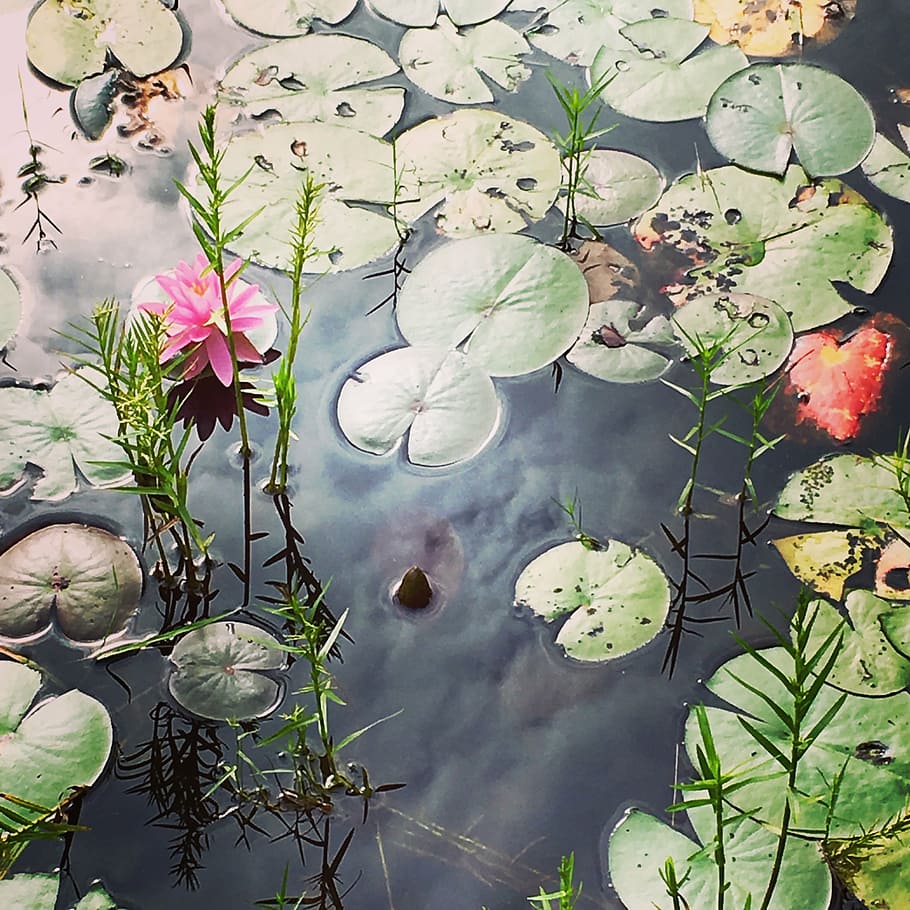 lilly pad, water, bloom, water Lily, nature, pond, plant, lake, leaf, flower