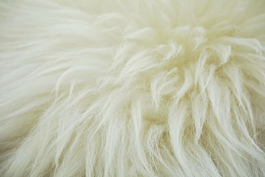 白い毛皮, フリース, 非表示, 羊毛, 羊, ふわふわ, 動物の皮, 背景, 動物の毛, フルフレーム