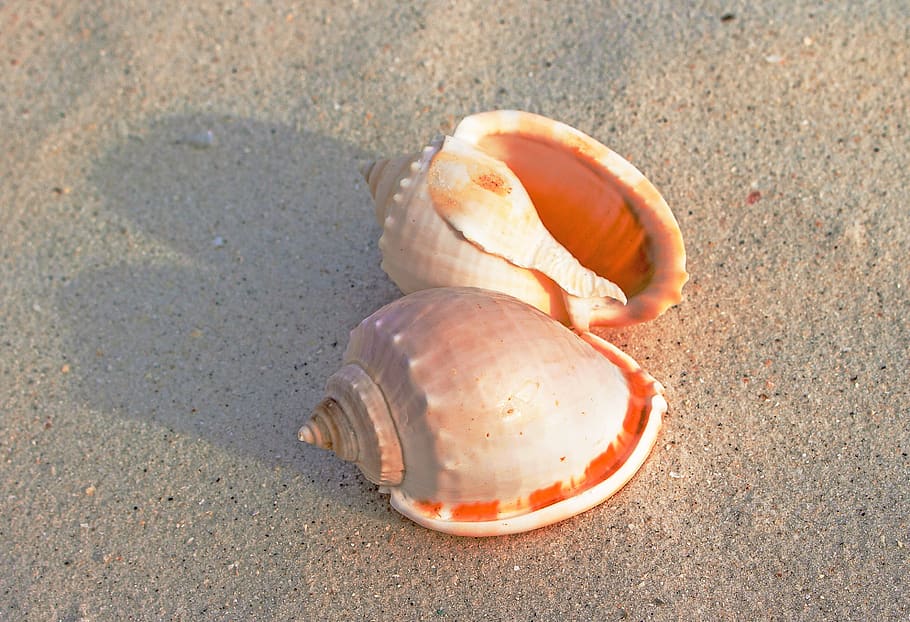 sea snail, shells, sand, semicassis granulata, gastropod, molluscum, beach, marine animal, land, animal wildlife