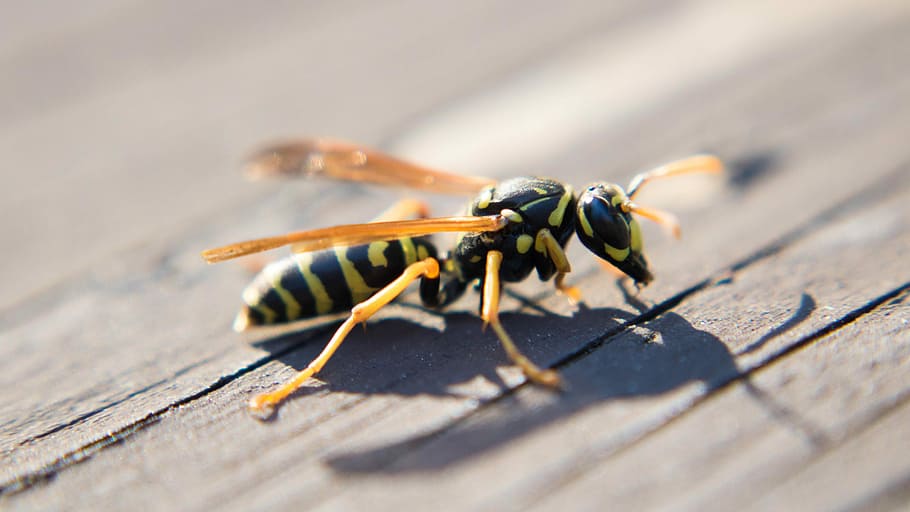 Wasp, Hornet, Macro, Insect, Bug, close up, nature, animal, close-up, wildlife