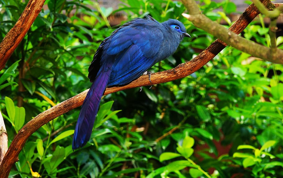 blue, feathered, bird, tree brunch, tree, brunch, colorful, animal, feather, plumage