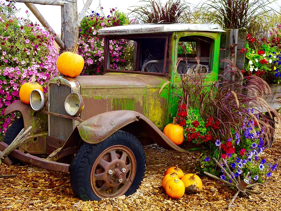 Truck, Pumpkins, Flowers, Display, decoration, flower, outdoors, no People, old, car
