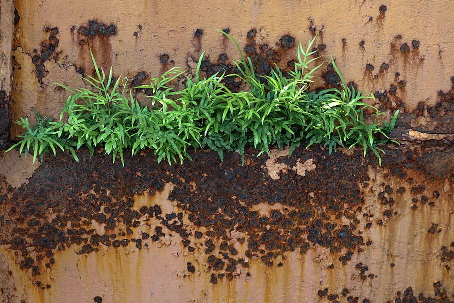 rust spots, grass, plant, growth, green color, nature, day, wall - building feature, close-up, outdoors