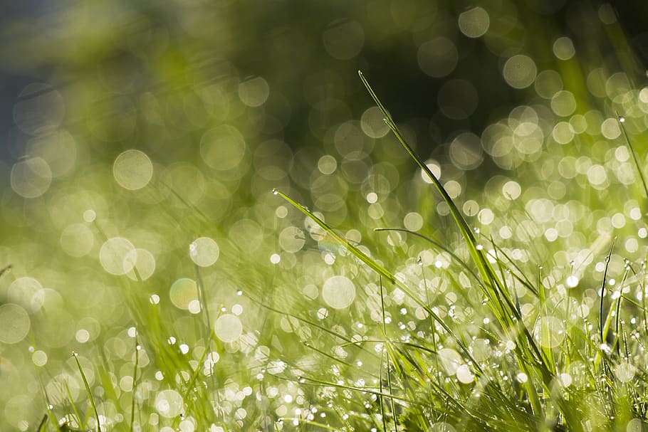 bookeh, drops, grass, morning, plant, beauty in nature, green color, wet, selective focus, defocused