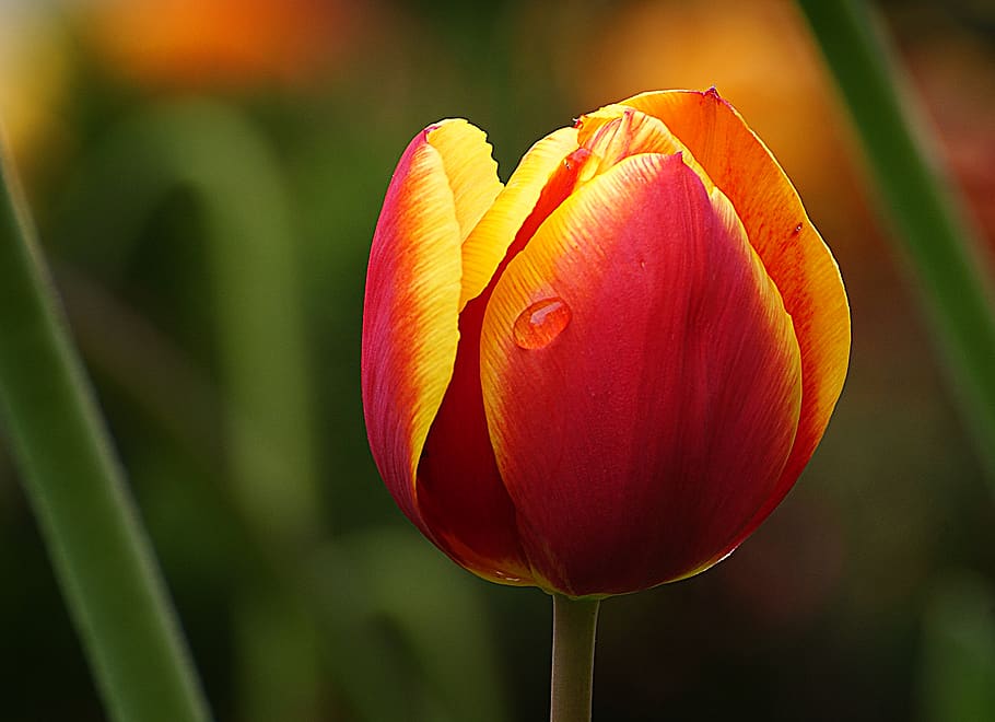 tulipán, flor, macro, pétalos, rocío, naturaleza, jardín, primer plano, pascua, primavera