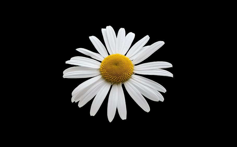 lírio branco, margriet, branco, flor, flor branca, primavera, fundo, pétalas, pétala, fundo preto