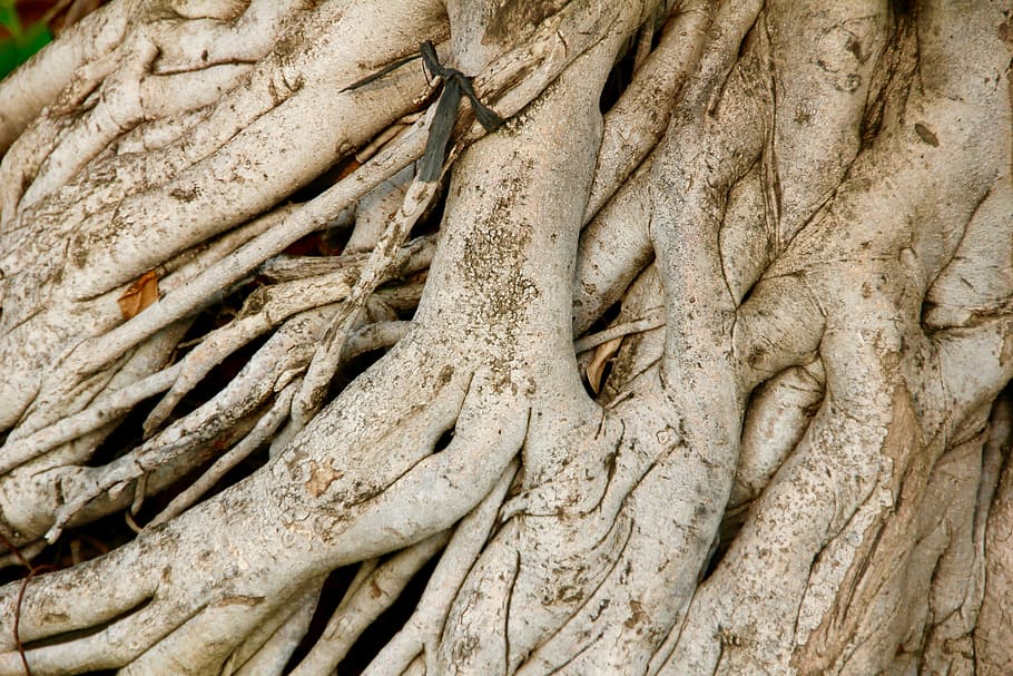 raíz, árbol, viejo, naturaleza, registro, madera, raíz del árbol, planta, manglares, corteza