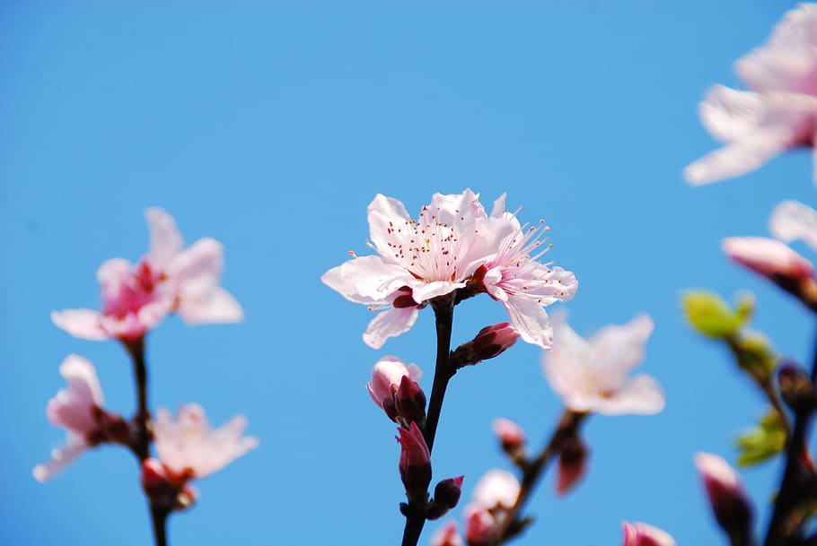 花, 桜, 春, 自然, 枝, 日本, 花びら, 季節, ピンク, 開花植物