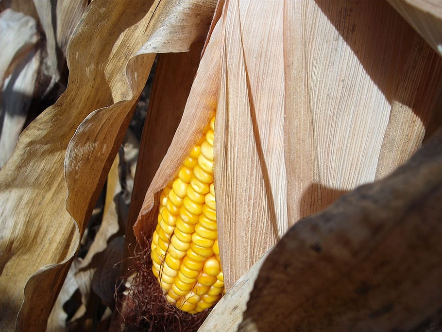 corn, stalk, cob, autumn, fall, harvest, crop, farming, grain, nature