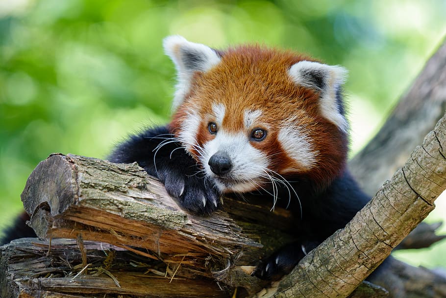 Panda rojo, selectivo, enfoque, fotografía, rojo, panda, caído, árbol, un animal, temas de animales