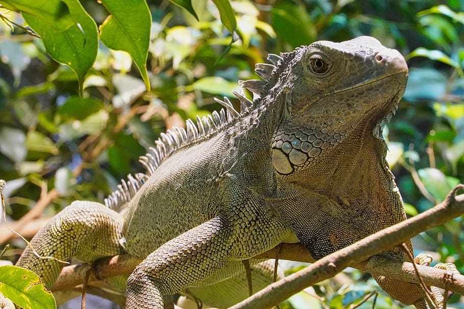 green iguana, iguana, terrarium, terrarium animals, reptile, lizard, dragon, animal world, tropical, scale