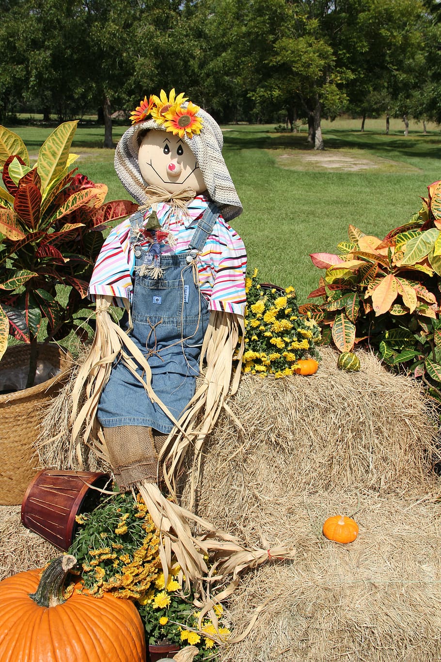scarecrow, pumpkins, gourds, fall, halloween, plant, one person, women, real people, nature