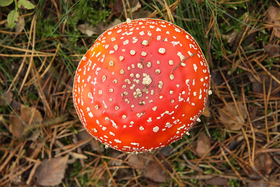 Fly Agaric, Nature, Toxic, autumn, mushroom, forest, red, collect, macro, autumn forest