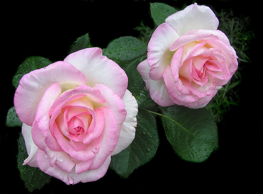 two, white-and-pink, rose, flowers, pale, pink, beauty in nature, flower, freshness, plant