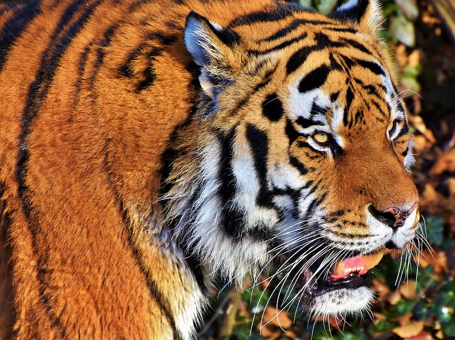 selektif, fotografi fokus, oranye, harimau, kucing, predator, kucing liar, kucing besar, berbahaya, mulia