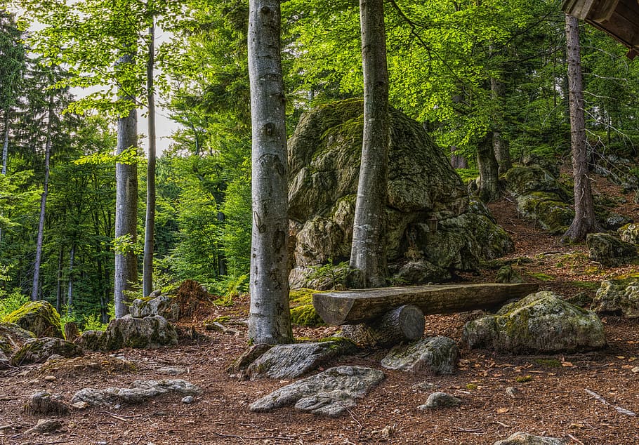 forest during daytime, Bavarian Forest, Forest, Bank, Hiking, Rest, bank, break, bench, nature, benches