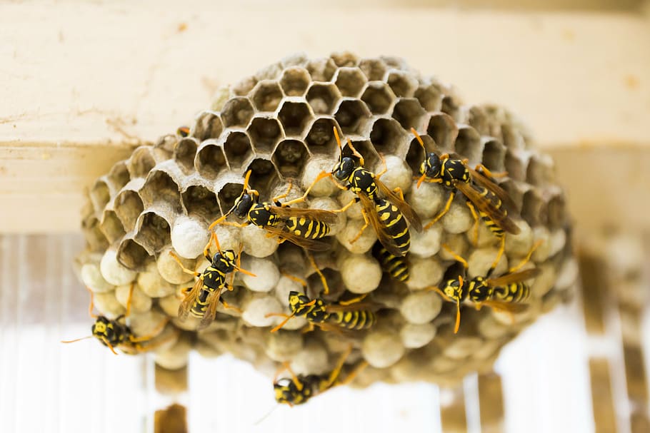 close, photography, bees, bee hive, the hive, wasps, combs, nest, insect, wasps dwelling