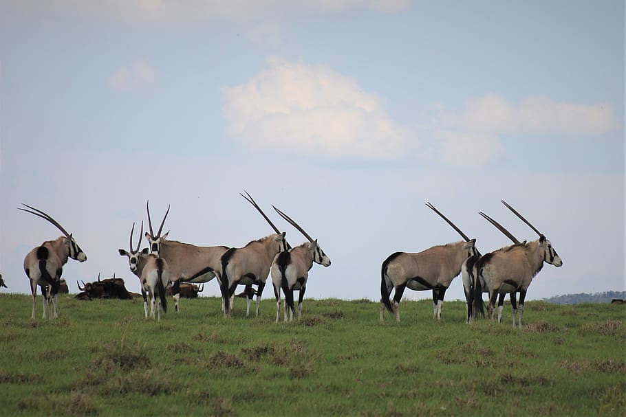 south, african, oryx, bull, horns, wildlife, safari, antelope, gemsbok, male