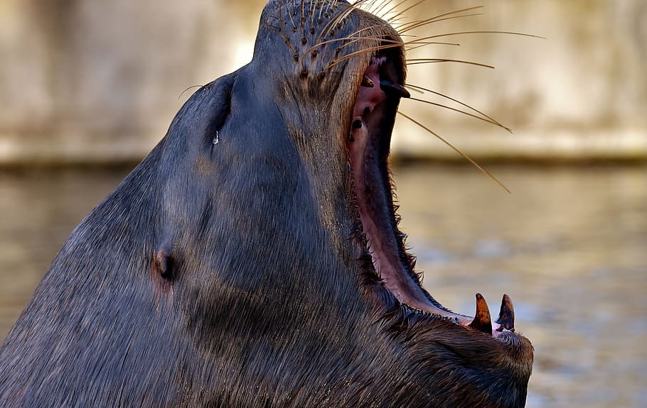 selective, focus photography, black, seal opening mouth, seal, sea lion, swim, water, robbe, meeresbewohner