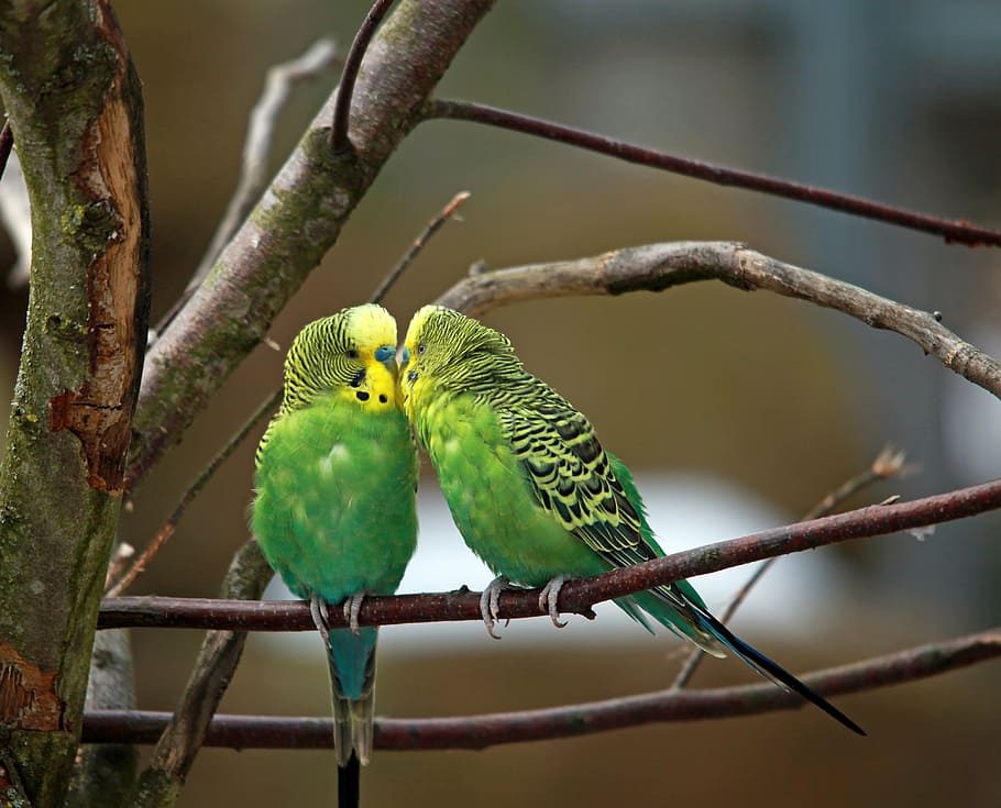 dois pássaros verdes, periquitos, par, pássaro verde, papagaio pequeno, pássaros, carinho, juntos, sentar-se, pássaro