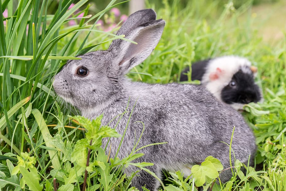 gray, grass, Rabbit, Guinea Pig, Pet, Nager, Animal, cute, young animal, garden