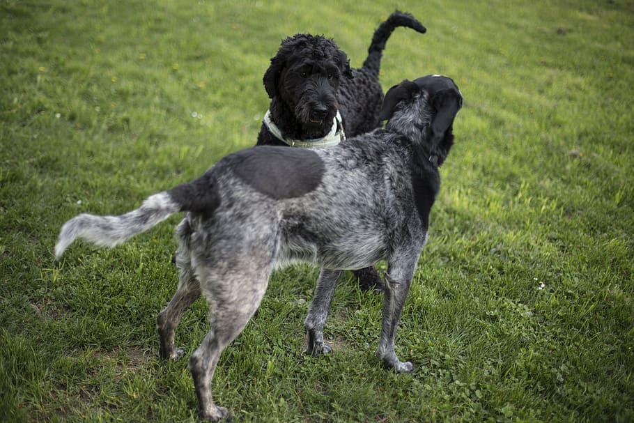 two, gray, black, dog, green, grass field, puppy, dogs, pet, friend