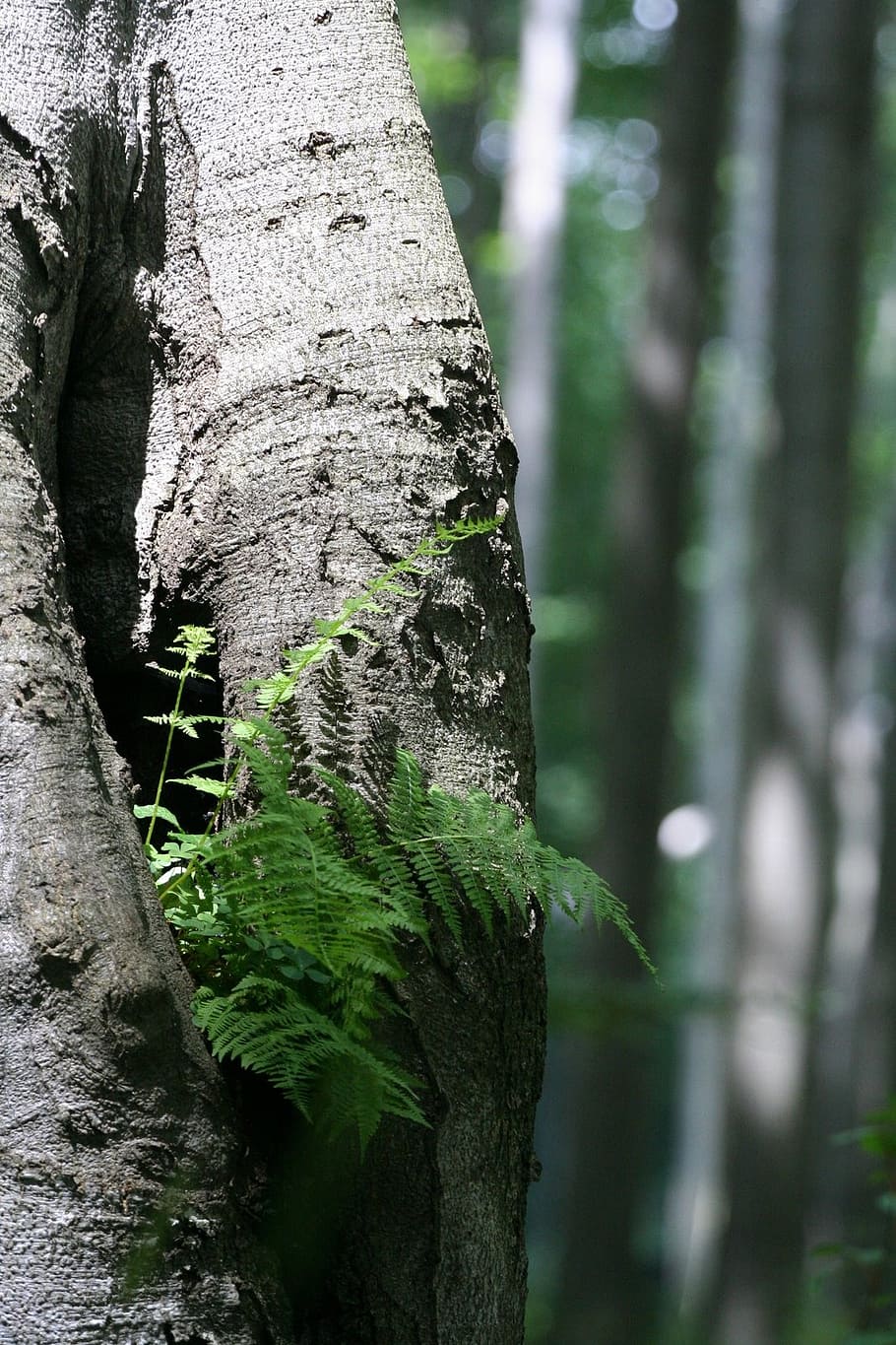 fern, wood, green, plant, nature, leaves, plants, leaf plants, photosynthesis, tree