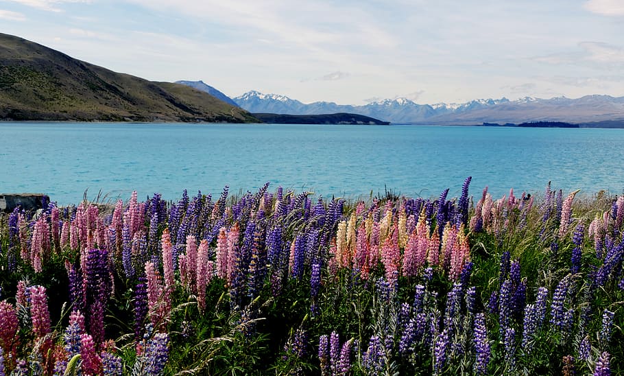 Russell Lupin, Danau Tekapo, NZ, bunga pink dan ungu, gunung, keindahan di alam, bunga, tanaman, tanaman berbunga, scenics - alam