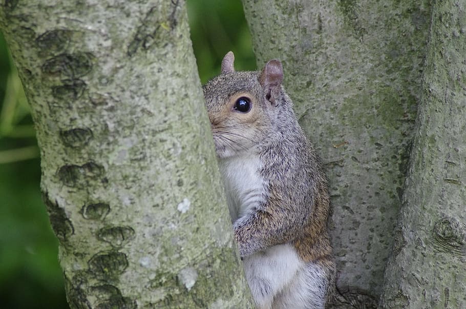animal, squirrel, mutual watch, rodent, nature, wildlife, tree, mammal, forest, outdoors
