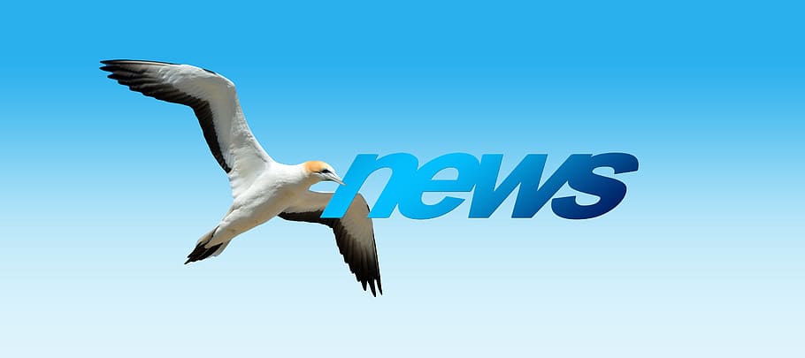 white, bird, news text overlay, news, northern gannet, animal world, fly, dom, globe, world