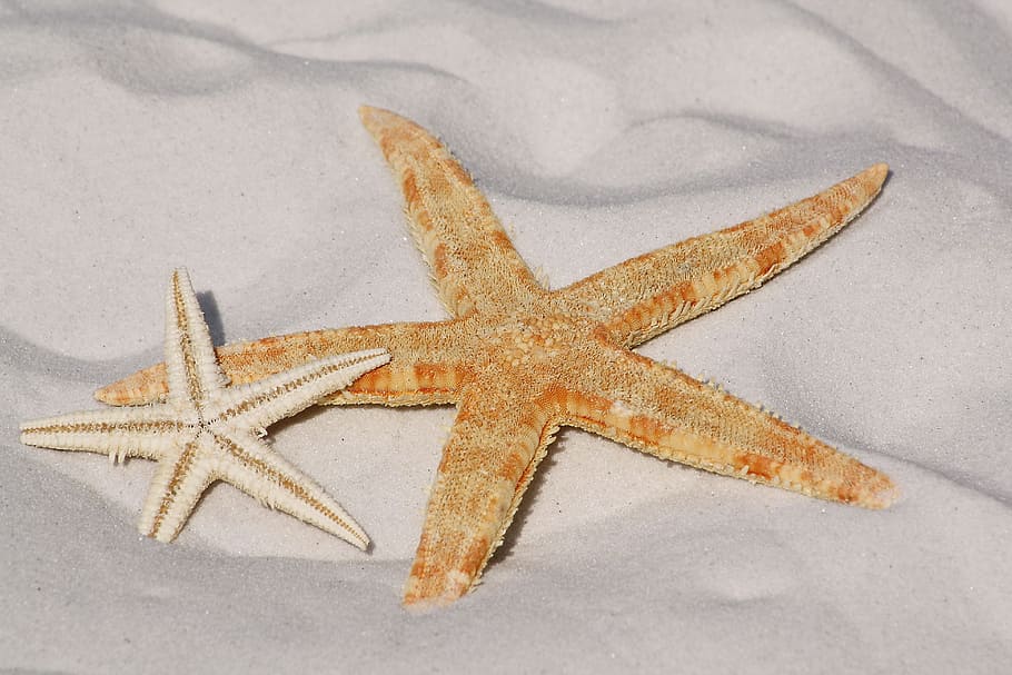 two, white, brown, starfishes, starfish, sand, beach, sea, water, sun